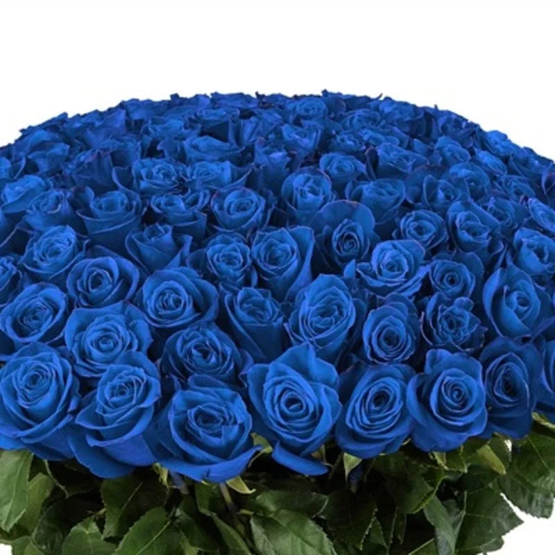 Üppiger Strauß blauer Rosen von MO BLUMEN mit grünen Blättern.